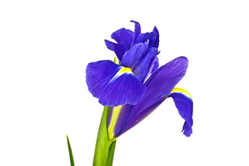 Schilderijen op glas Blue iris flower isolated on white background © domnitsky