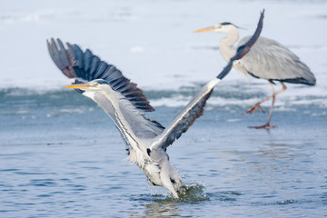 Grey Heron standing in the snow, a cold winter day