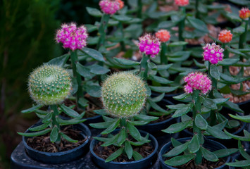 Cactus in pot for sale.(Soft focus.)