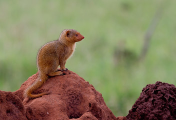 Dwarf mongoose on a termite mound