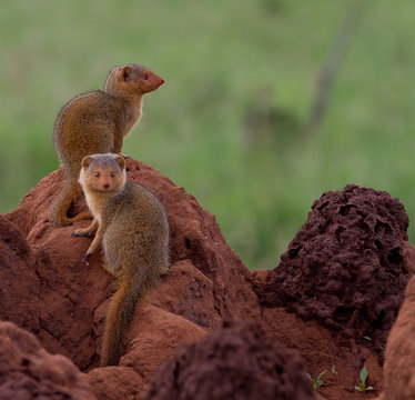 Dwarf mongooses on a termite mound