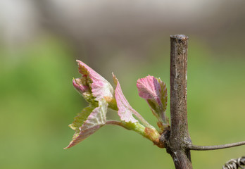 Close-up new young leaves of grape plant.