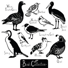 Obraz premium Birds collection Black Stork Goldfinch Laughing Gull Quail Hoopo