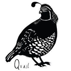 Birds collection Quail