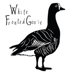 Fototapeta na wymiar Birds collection White Fronted Goose