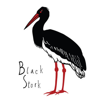 Birds collection Black Stork Color vector