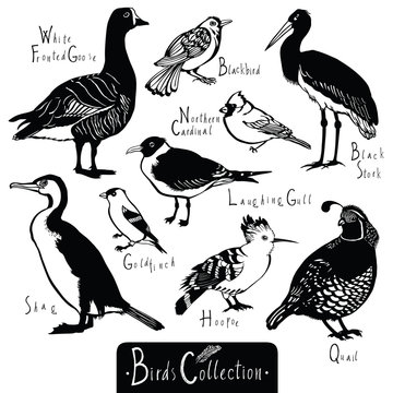 Birds collection Black Stork Goldfinch Laughing Gull Quail Hoopo