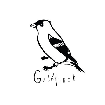 Birds collection Goldfinch Black and white vector
