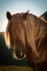 Ritratto della testa di un cavallo marrone in controluce. 