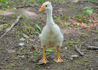 Gosling 11