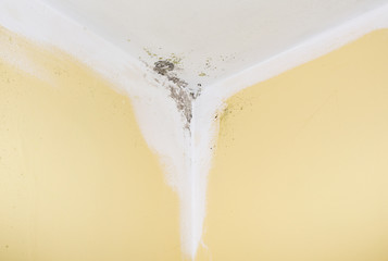 Mold and dampness. Mold coming out through the painted area. Mold winning against protective paint.
