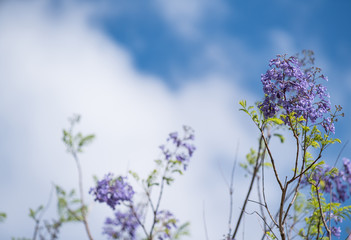 Jacarandaboom in bloei met blauwe lucht en wolken op de achtergrond