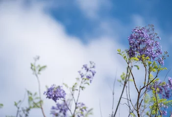 Fotobehang Sering Jacarandaboom in bloei met blauwe lucht en wolken op de achtergrond