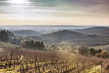 Fototapeta na wymiar Vineyard in winter, Chianti Region, Siena Province, Tuscany, Italy