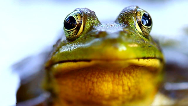 Green Frog (Rana clamitans) in Illinois