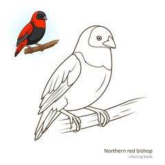 Fototapeta premium Northern red bishop color book vector