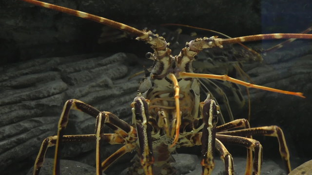 Huge tropical sea water lobster in aquarium low angle close up 