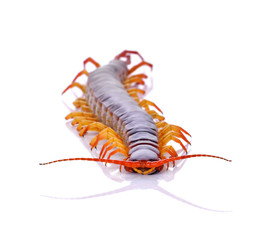 centipede on white background