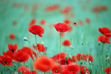 Obraz premium kwiat maku i sezon wiosenny pszczół