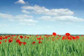 Fototapeta na wymiar poppies flower and green wheat landscape