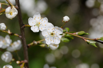 A branch of cherry blossoms close-up