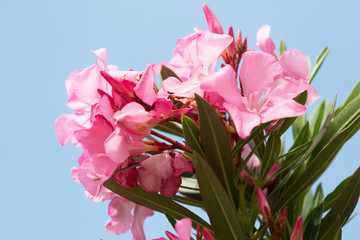 Pink flowers of oleander in summer day