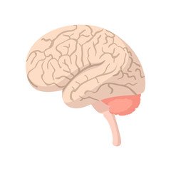 Human brain cartoon icon