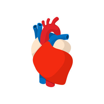 Human heart cartoon icon