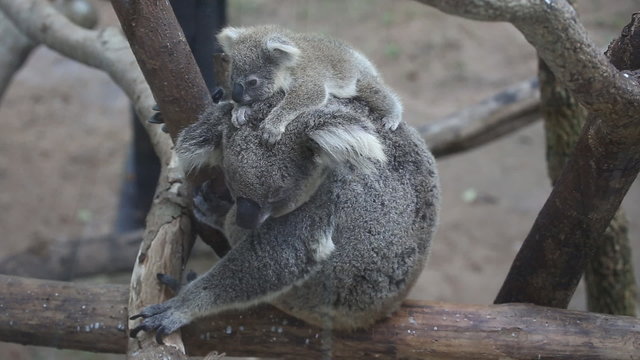 Australian Koala Bear with her baby
