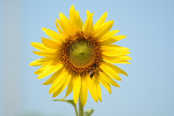 Sunflower field, farm