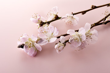 桃の花