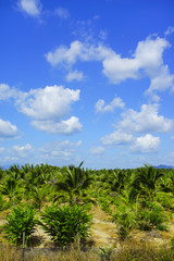 Fototapeta na wymiar Coconut farm with beautiful blue sky at background. Vibrant colo