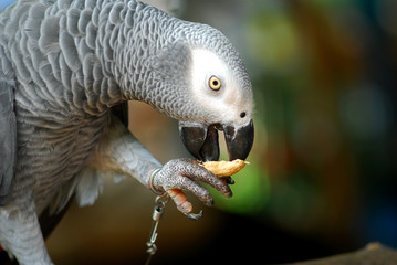 The parrot eating peanut, close up