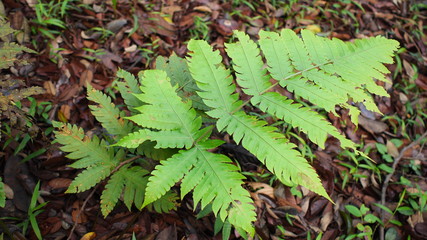 Fern