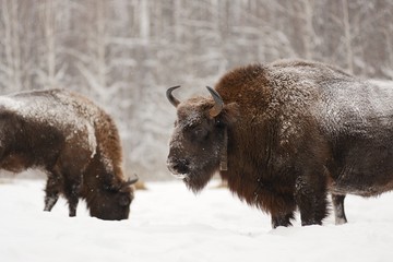 Pair of mature European bisons in winter in Orlovskoye Polesie N © alexeyborodin