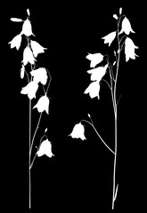two white campanula flower sketches on black