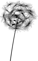 round single dandelion black silhouette
