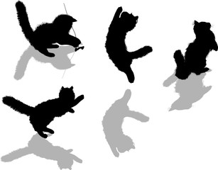 four black kittens and shadows isolated collection