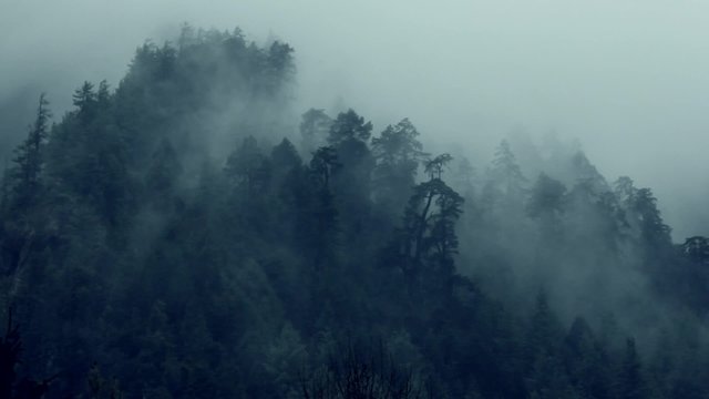 Beautiful fog in Himalaya forest