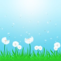 Spring landscape with flowering white dandelion being blown in the wind with green grass and sun shine with a blue sky