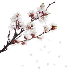 white sakura blooming branch and falling petals