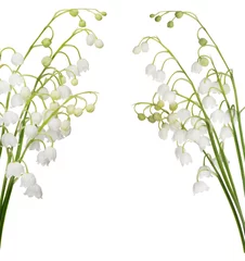 Photo sur Plexiglas Muguet frame from lily-of-the-valley flowers on white