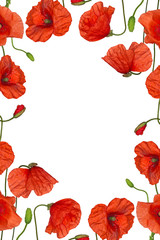 Fototapeta premium red poppy flowers frame isolated on white