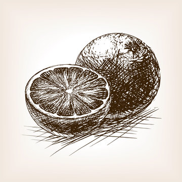 Orange citrus fruit sketch vector illustration
