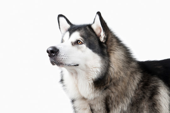 Dog. Alaskan Malamute On White Background