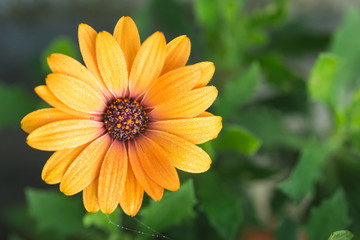 Orange daisy flower