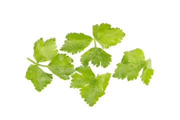 Coriander bunch isolated on white