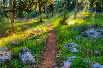 Obraz premium The last rays of the setting sun