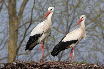 Wei&szlig;storch Paar (Ciconia ciconia)