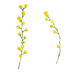 Mimosenblumen-Aquarellillustration lokalisiert auf weißem Hintergrund © m_e_l